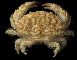 Neoxanthops Pseudactaea multicristata